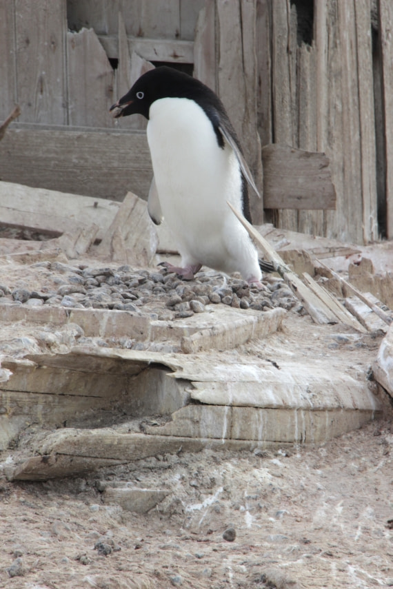Adelie penguin and pebble for nest, Cape Adare
