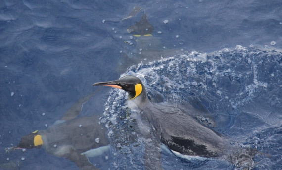 King penguins off Macquarie Island