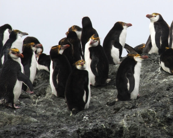 Royal penguins on rocks, Macquarie Island