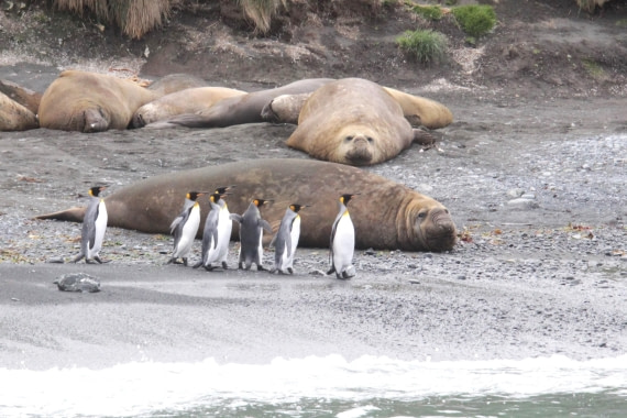King penguins & Elephant seals on Macquarie Island
