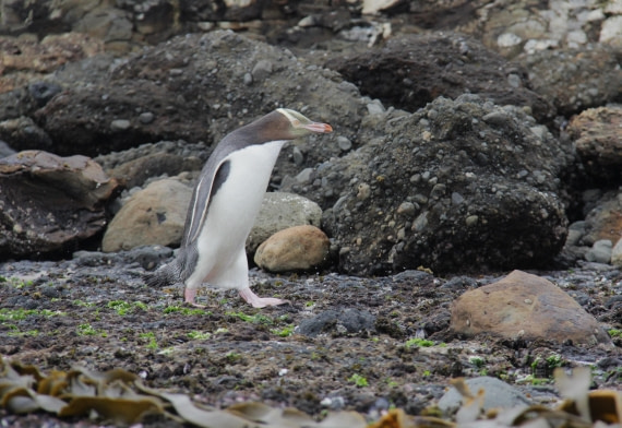 Yellow-eyed Penguin on Enderby Island