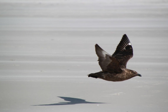 Speeding Skua