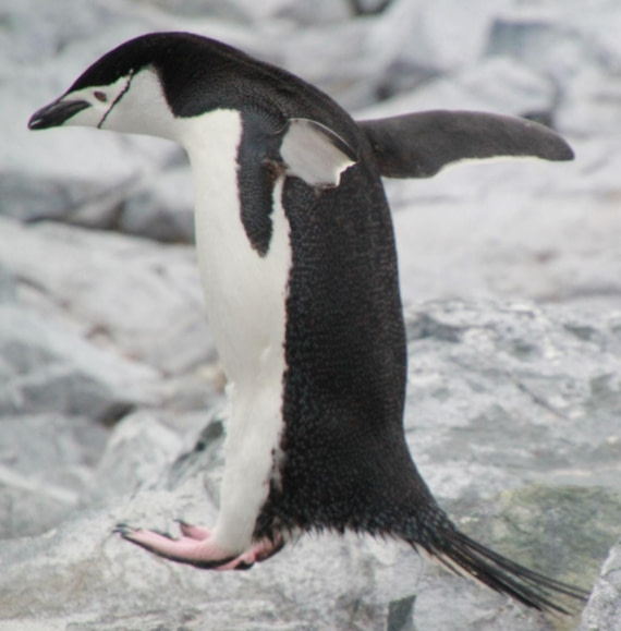 I told you penguins could fly