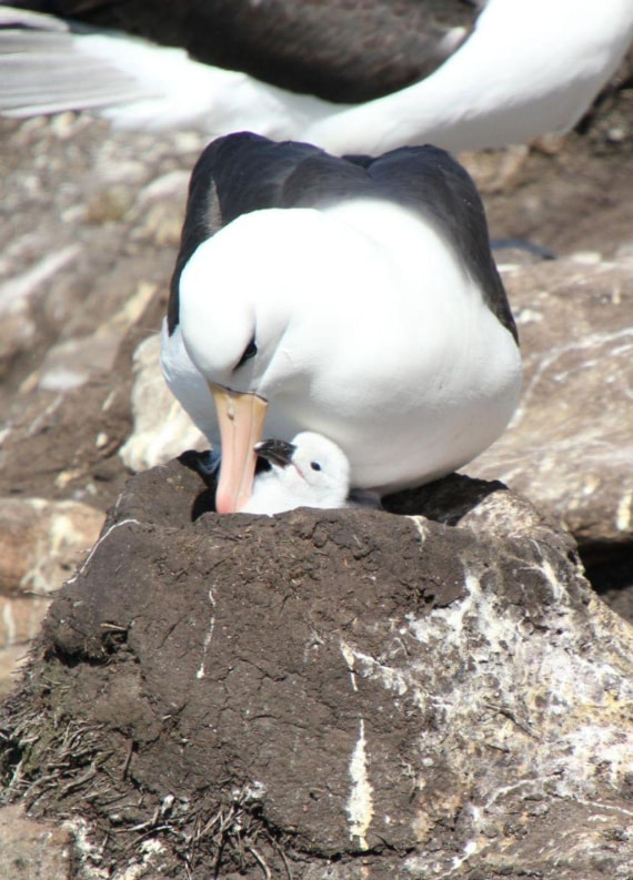 The parent and chick