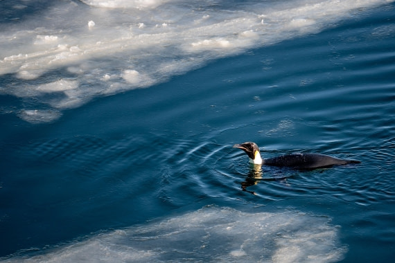 Emperor Penguin