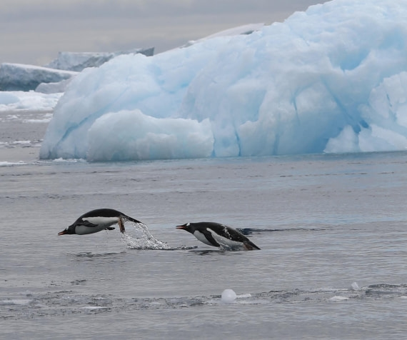 Gentoo Jump