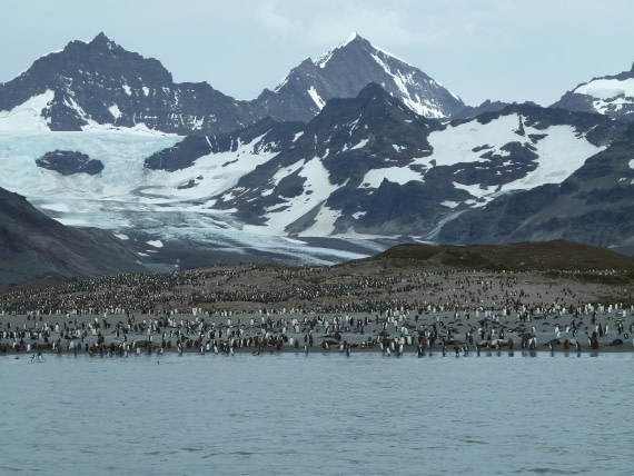 King penguin colony