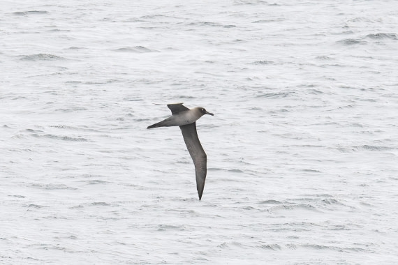 Light-mantled Albatross