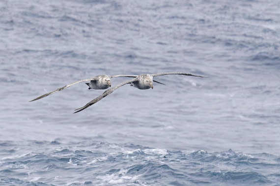 Northern Giant Petrels