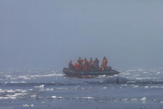 Humpback Whale Foyn Harbour OLT 27 Jan 2024