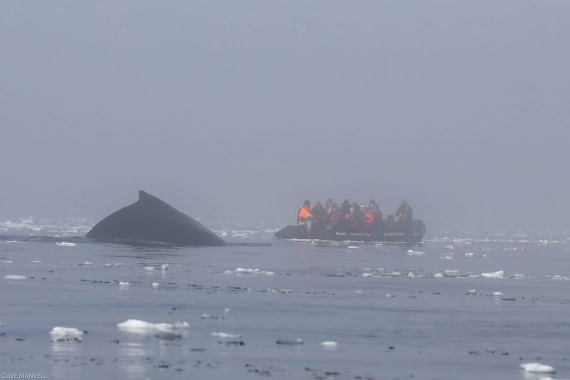 Humpback Whale Foyn Harbour OLT 27 Jan 2024