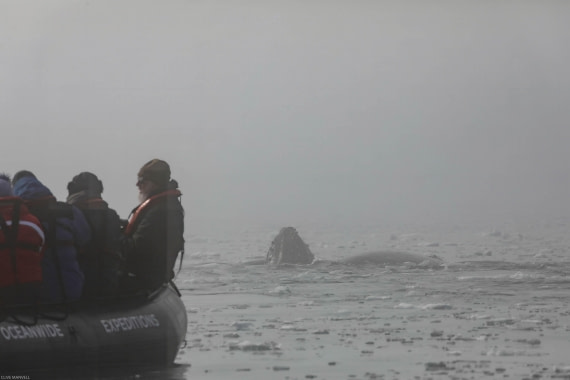Humpback Whale Foyn Harbour OLT 27 Jan 2024