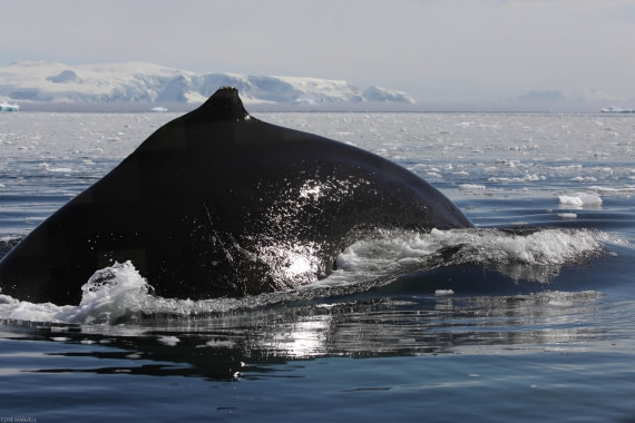 Humpback Whale Foyn Harbour OLT 27 Jan 2024