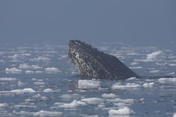 Humpback Whale Foyn Harbour OLT 27 Jan 2024