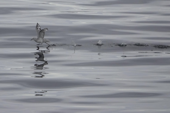 Running on water