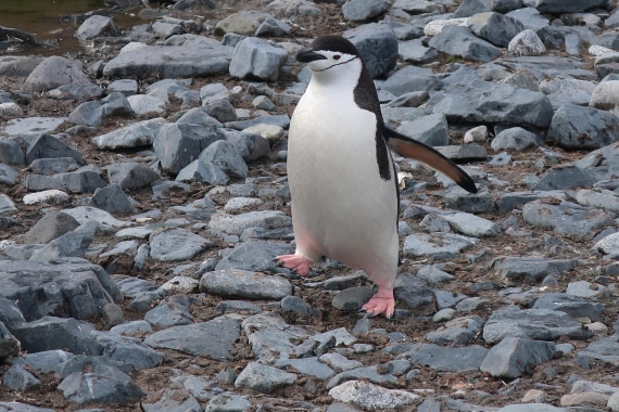 Happy Feet