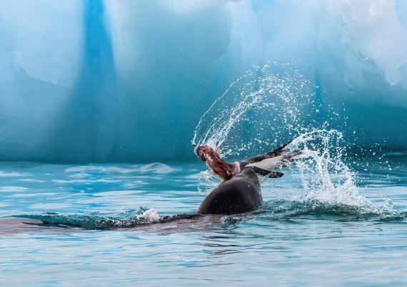 Leopard seal and Chinstrap