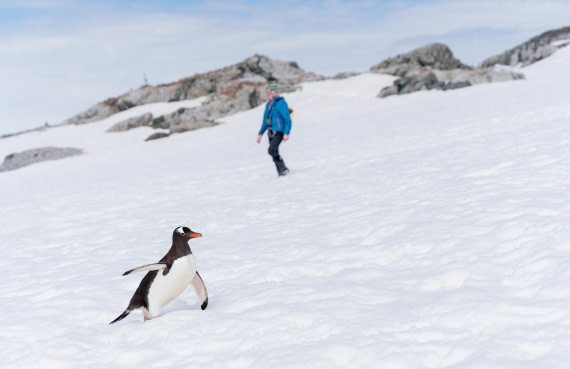 Adelie Penguin Imitating Human