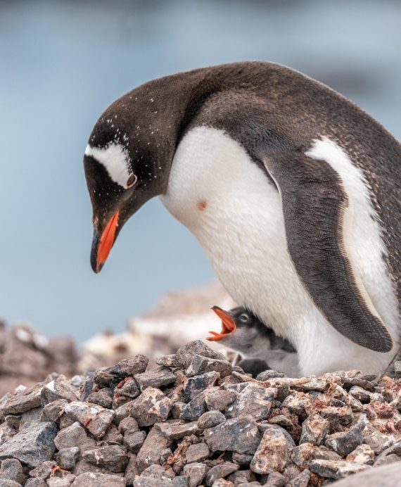 Gentoo Penguin with Chick