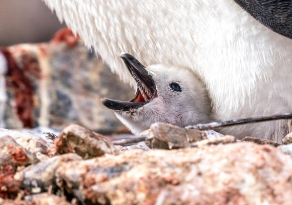 Chinstrap Penguin Chick Showing Spikes