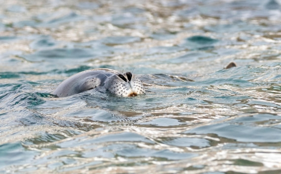 Weddell Seal
