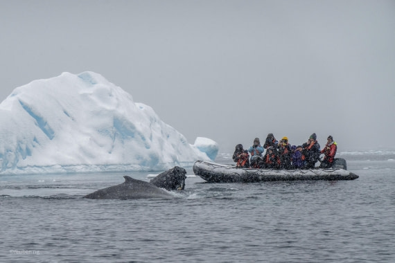 Antarctic snow