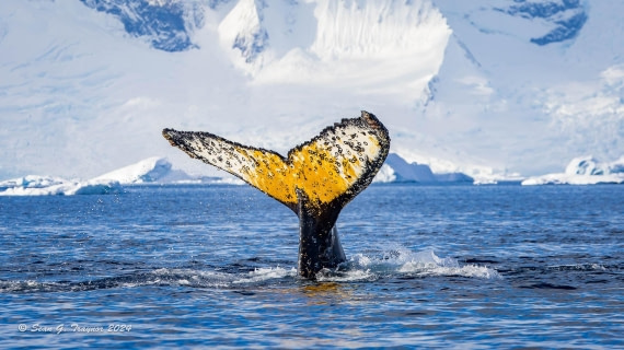 Humpback Fluking