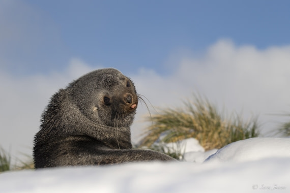 SG 25 © Sara Jenner - Oceanwide Expeditions.jpeg