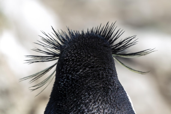 An adorable sea urchin! (Een schattige zee-egel!)
