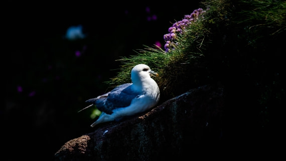PLA01-24, Day 3, PAZ_3887 © Alexander Romanovskiy - Oceanwide Expeditions.jpg