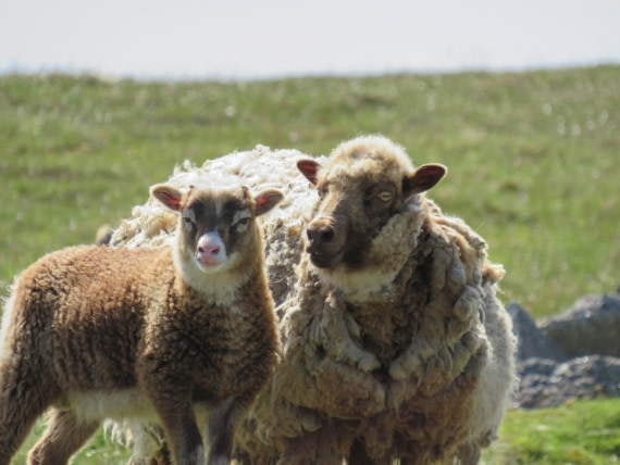 PLA01-24, Day 4, IMG_6432 © Unknown photographer - Oceanwide Expeditions.jpg