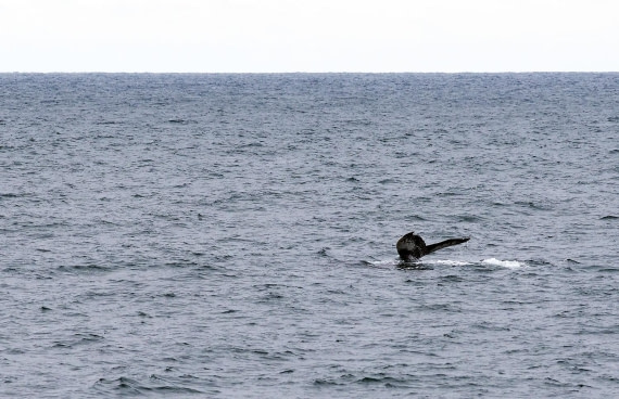 PLA01-24, Day 5, 3133 bultrug_s © Michelle van Dijk - Oceanwide Expeditions.jpg
