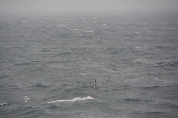 PLA01-24, Day 6, DSC_0256 © Unknown photographer - Oceanwide Expeditions.JPG