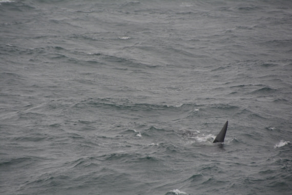 PLA01-24, Day 6, DSC_0261 © Unknown photographer - Oceanwide Expeditions.JPG