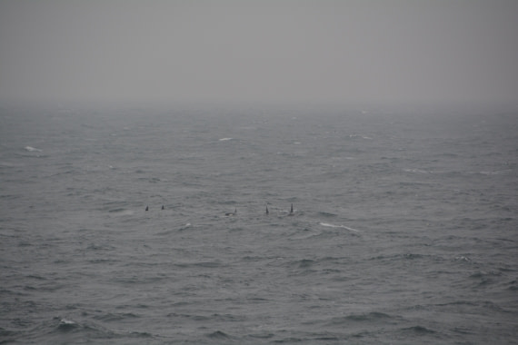 PLA01-24, Day 6, DSC_0307 © Unknown photographer - Oceanwide Expeditions.JPG