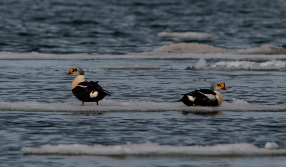 PLA02-24, Day 2, IMG_3761 © Unknown photographer - Oceanwide Expeditions.jpg