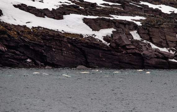 PLA02-24, Day 2, IMG_3773 © Unknown photographer - Oceanwide Expeditions.jpg