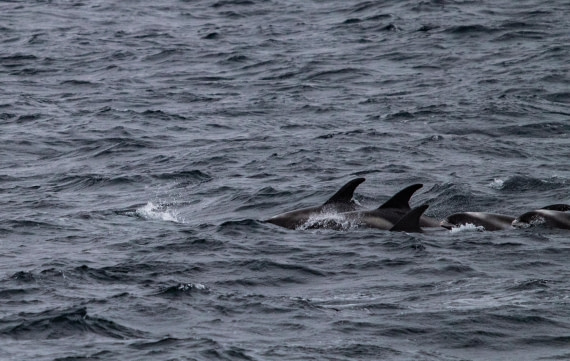 PLA02-24, Day 6, IMG_4044 © Unknown photographer - Oceanwide Expeditions.jpg