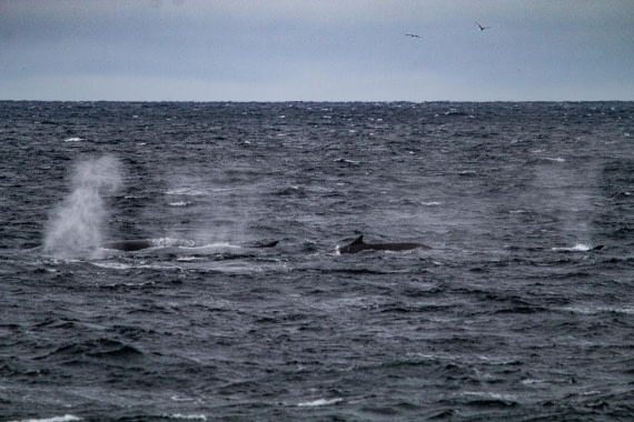 PLA02-24, Day 6, IMG_4082 © Unknown photographer - Oceanwide Expeditions.jpg