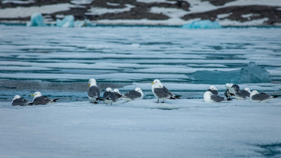 PLA02-24, Day 3, PAZ_4526, © Alexander Romanovskiy - Oceanwide Expeditions.jpg
