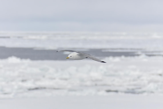 HDS03-24, Day 4, _DSC3915 © Unknown photographer - Oceanwide Expeditions.jpg