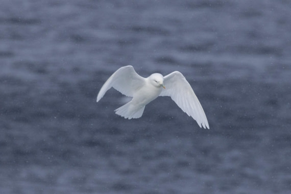 HDS03-24, Day 4, 4Q9A6834 © Katlyn Taylor - Oceanwide Expeditions.jpg