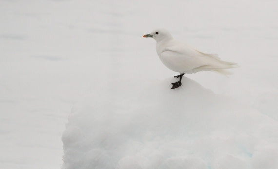 HDS03-24, Day 4, IMG_9725 © Simon Davies - Oceanwide Expeditions.JPG