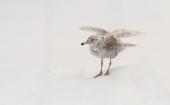 HDS03-24, Day 4, IMG_9781 © Simon Davies - Oceanwide Expeditions.JPG