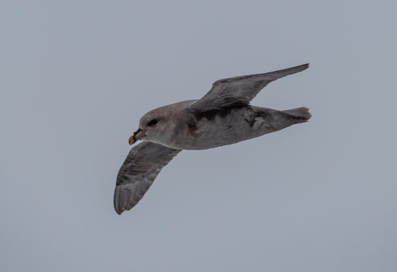 PLA03-24, Day 6, IMG_5171 © Unknown photographer - Oceanwide Expeditions.jpg