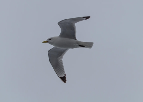 PLA03-24, Day 6, IMG_5175 © Unknown photographer - Oceanwide Expeditions.jpg