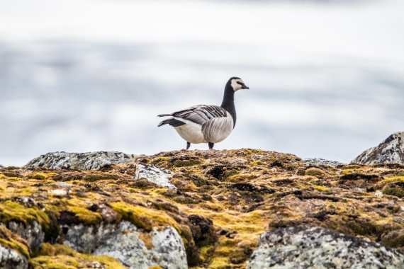 PLA03-24, Day 2, IMG_4360 © Unknown photographer - Oceanwide Expeditions.jpg