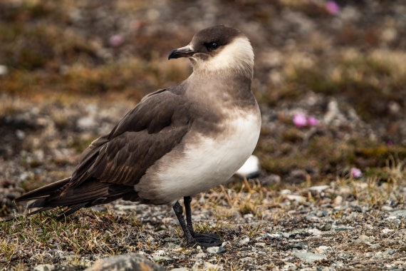 PLA03-24, Day 3, IMG_4510 © Unknown photographer - Oceanwide Expeditions.jpg