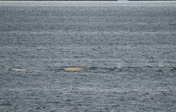 PLA03-24, Day 3, IMG_4669 © Unknown photographer - Oceanwide Expeditions.jpg
