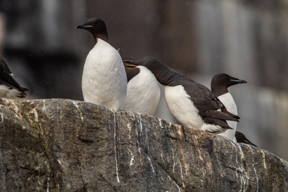 PLA03-24, Day 4, IMG_4852 © Unknown photographer - Oceanwide Expeditions.jpg